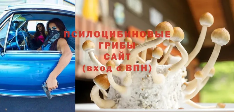 Галлюциногенные грибы Psilocybine cubensis  Белоозёрский 